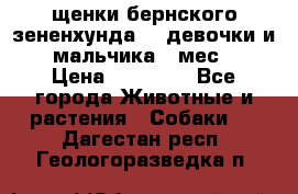 щенки бернского зененхунда. 2 девочки и 2 мальчика(2 мес.) › Цена ­ 22 000 - Все города Животные и растения » Собаки   . Дагестан респ.,Геологоразведка п.